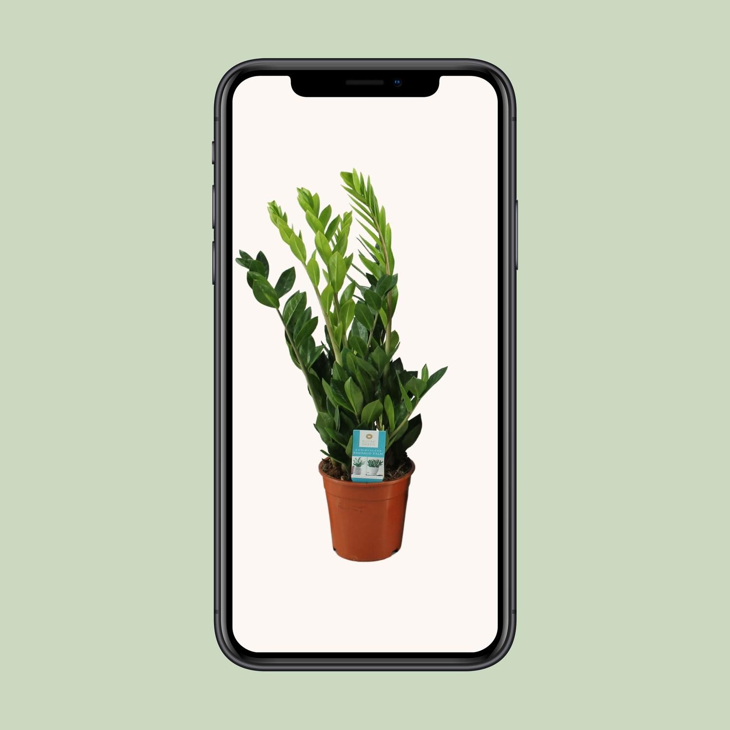 Zamioculcas Zimmerpflanze mit glänzenden Blättern
