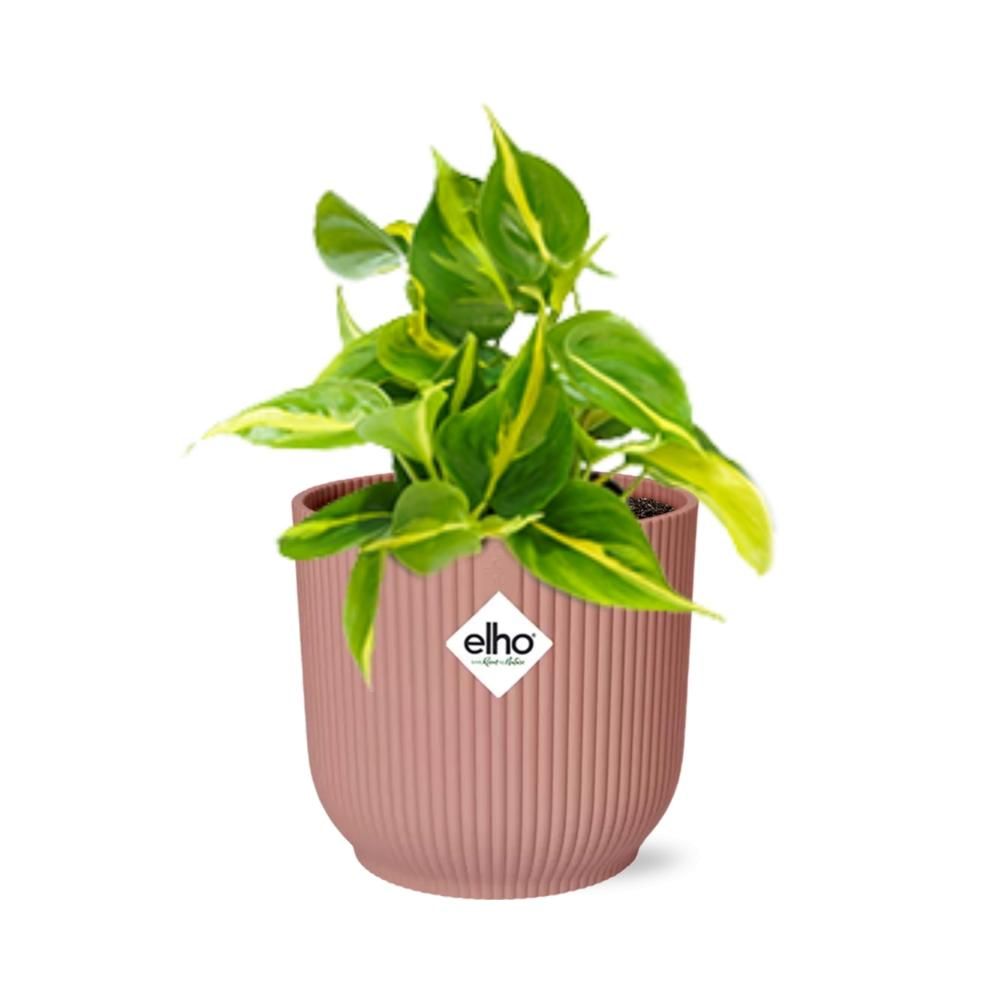 Philodendron Scandens Brasil Zimmerpflanze