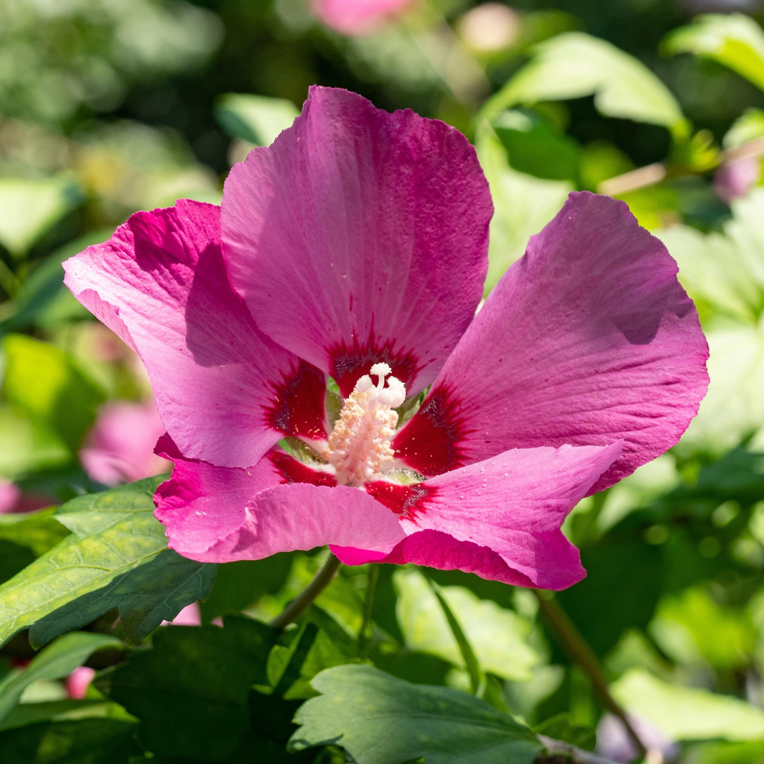 Hibiscus syriacus Woodbridge Stockrose – Rosa Blüten – Pflegeleicht | Laubabwerfend