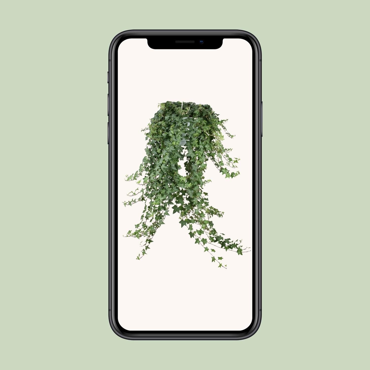 Hedera Helix 'Pittsburgh' XXL – Hängepflanze – Ø 24cm