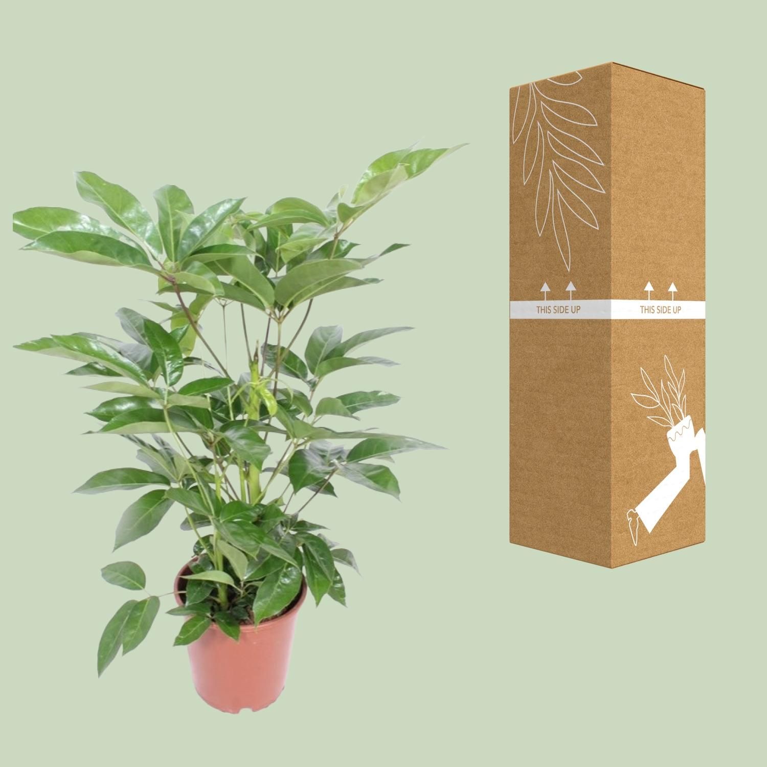 Schefflera Actinophylla Amate Zimmerpflanze
