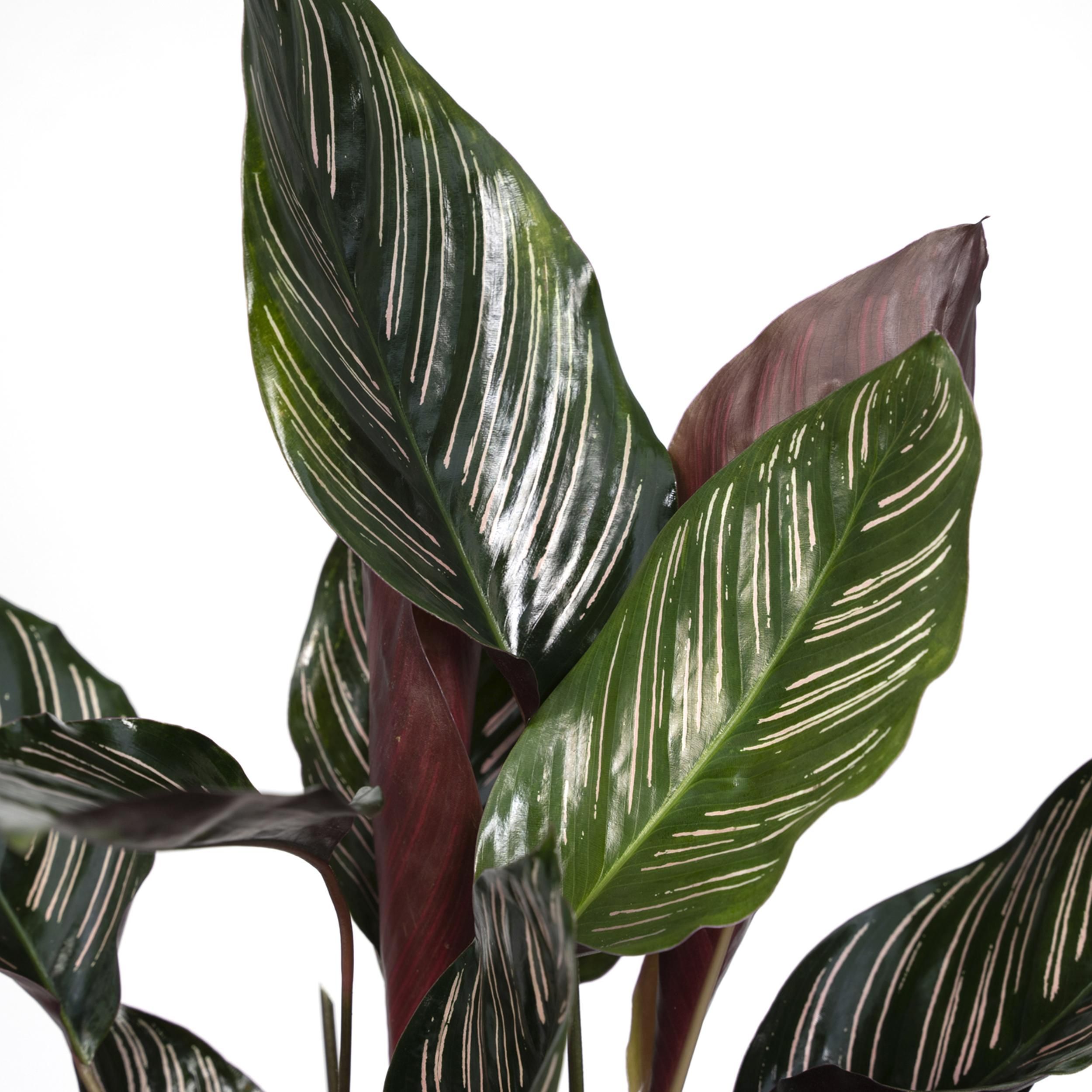 Calathea Ornata Zimmerpflanze
