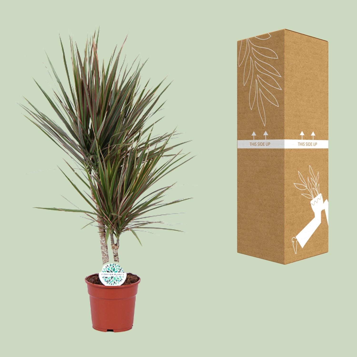 Dracaena Bicolor - Exotischer Drachenbaum für Innenräume