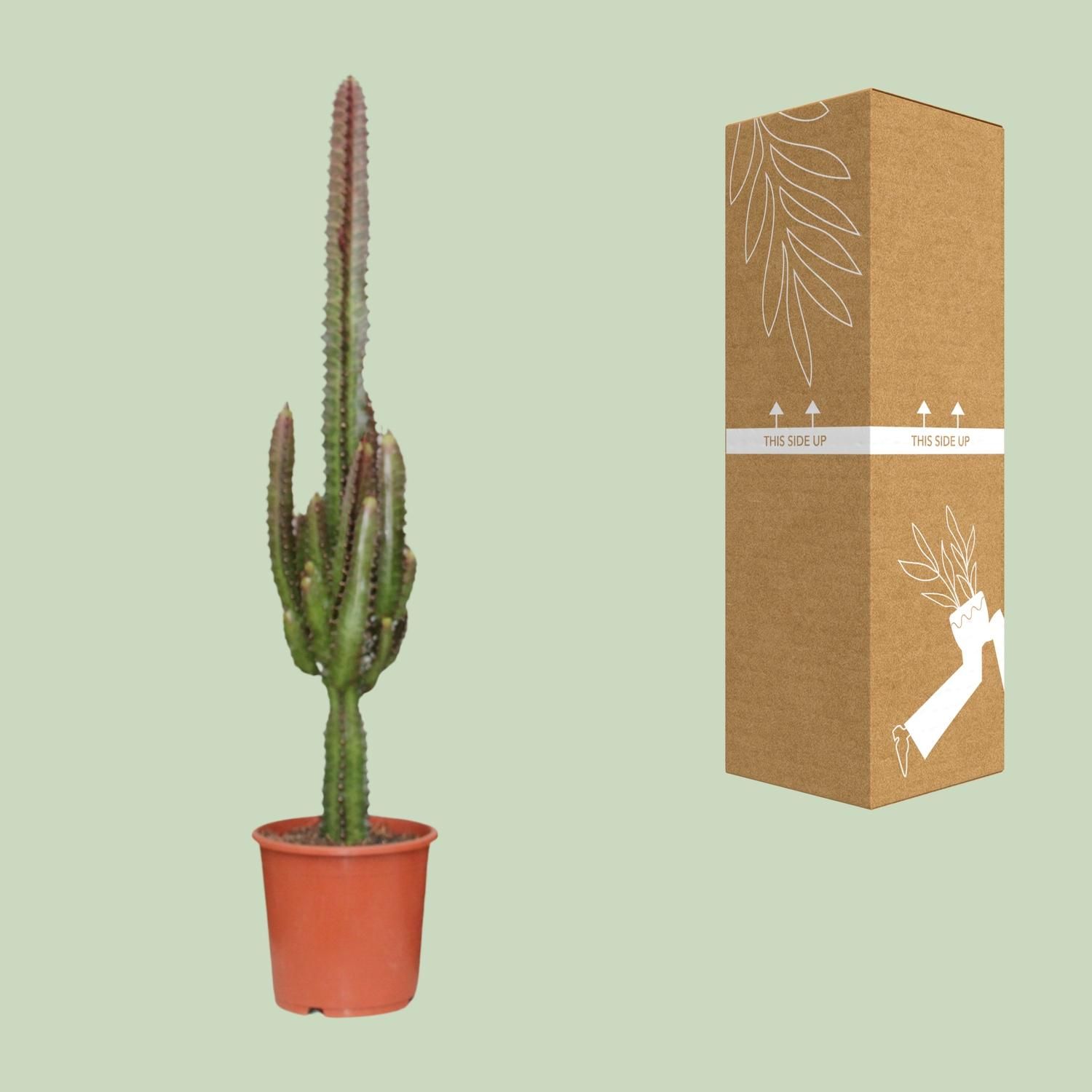 Euphorbia Trigona Rubra Zimmerpflanze