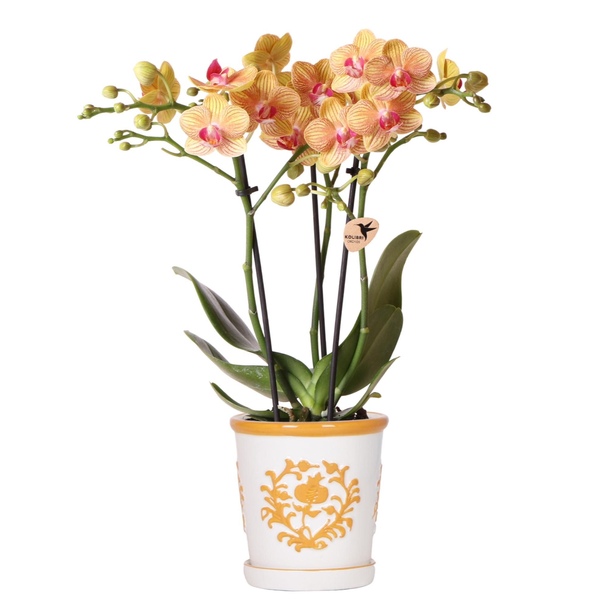 Areca Palme mit Lissabon-Korb