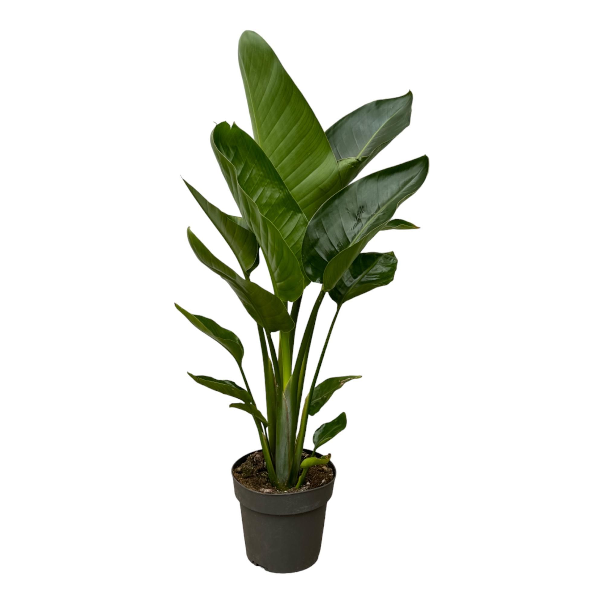 Strelitzia Nicolai Zimmerpflanze