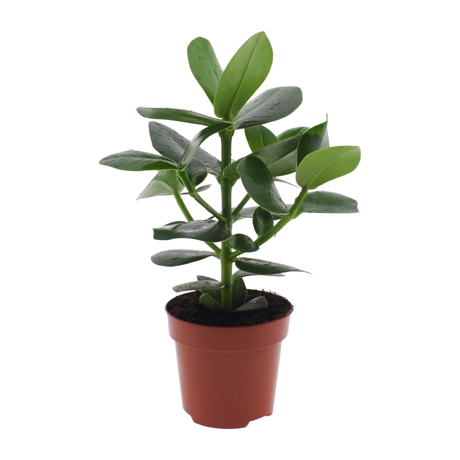 Clusia Rosea Princess Zimmerpflanze