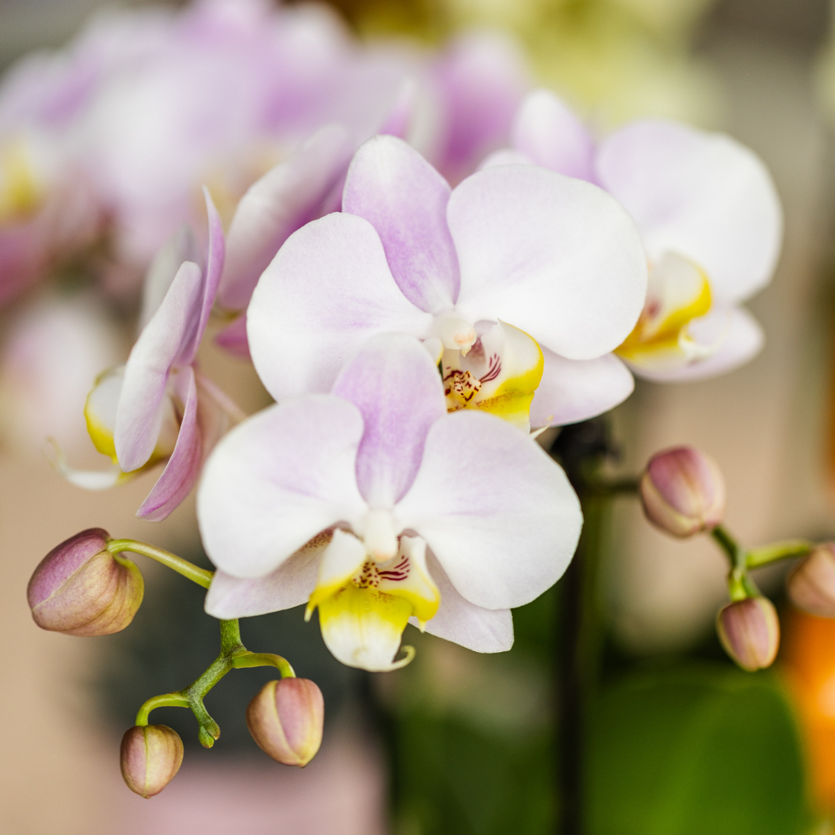 Orchidee Rosa | Phalaenopsis | Topf Ø9cm | Blühende Zimmerpflanze