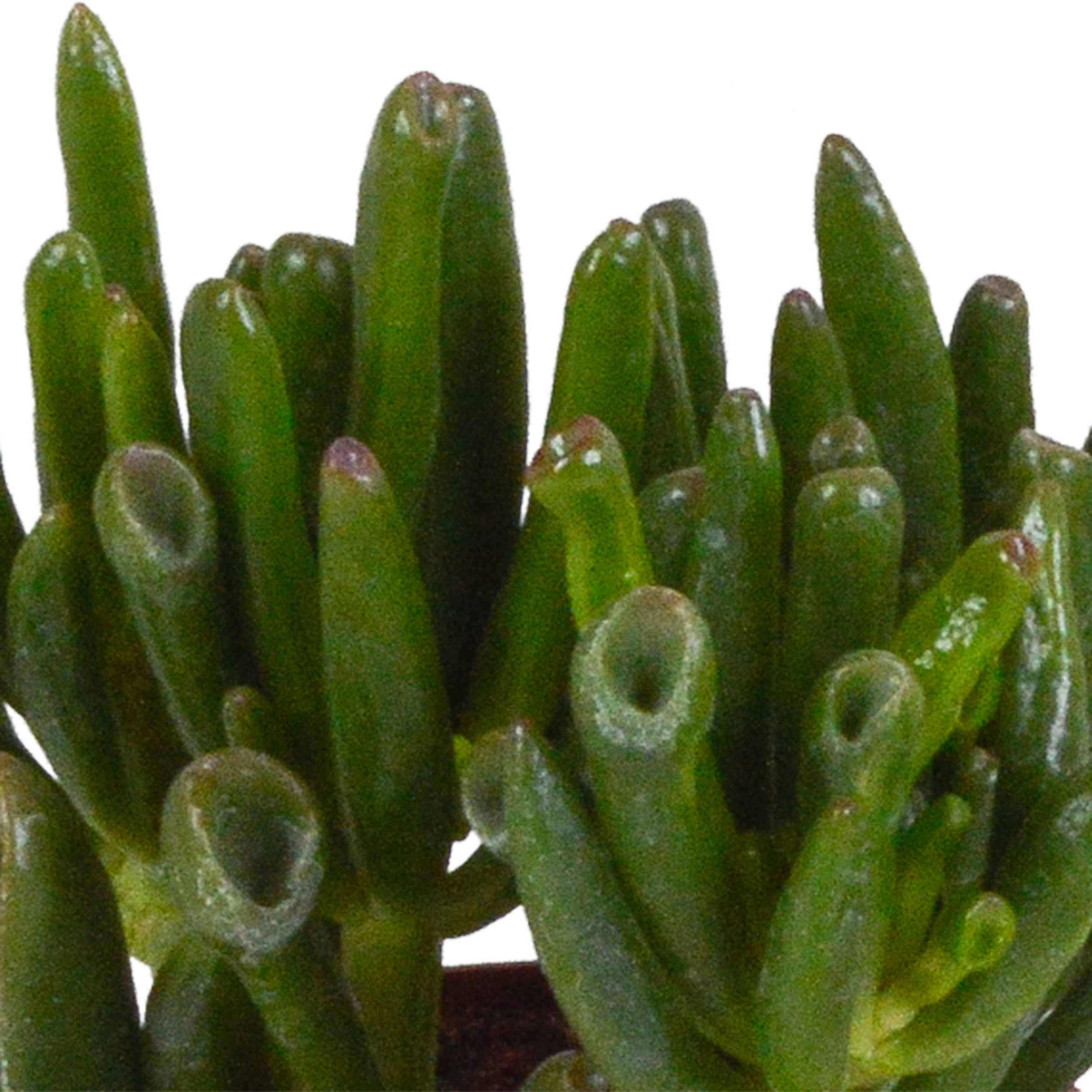 Crassula Mix im Terrakotta-Topf