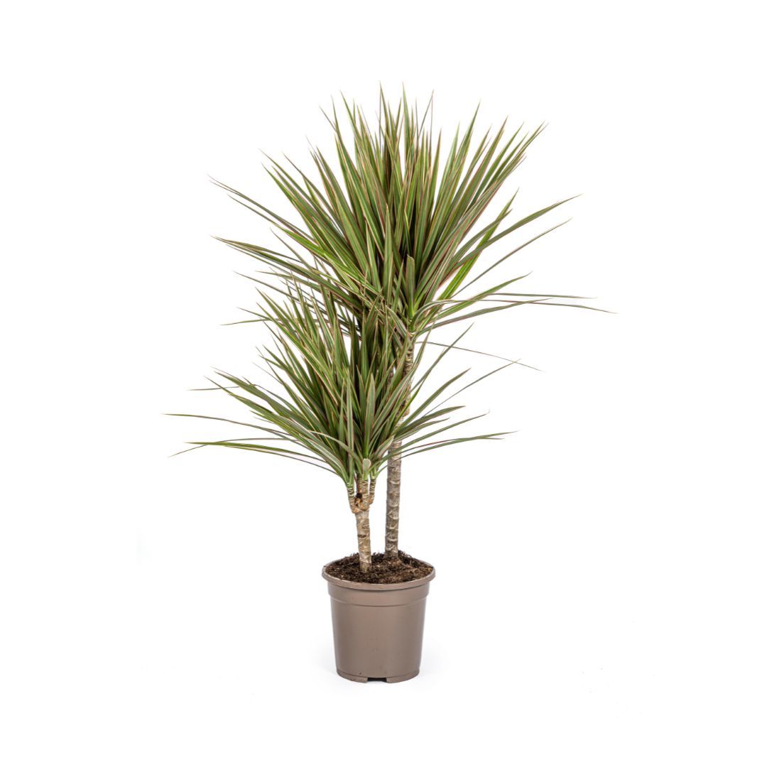 Dracaena Marginata Bicolor – Zimmerpflanze – pflegeleicht