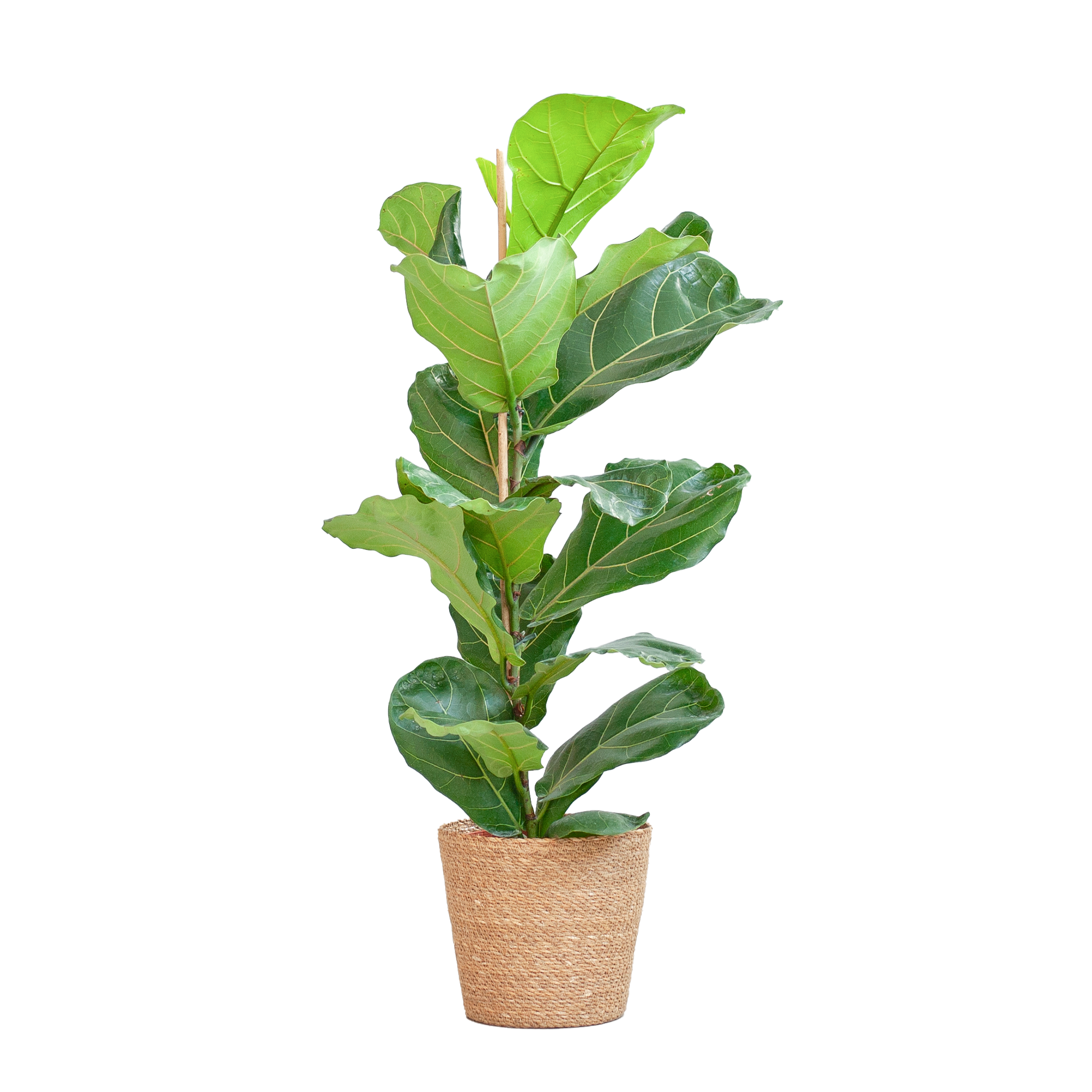 Geigenfeige Ficus Lyrata – 80cm – Im Korb Sofia Natur