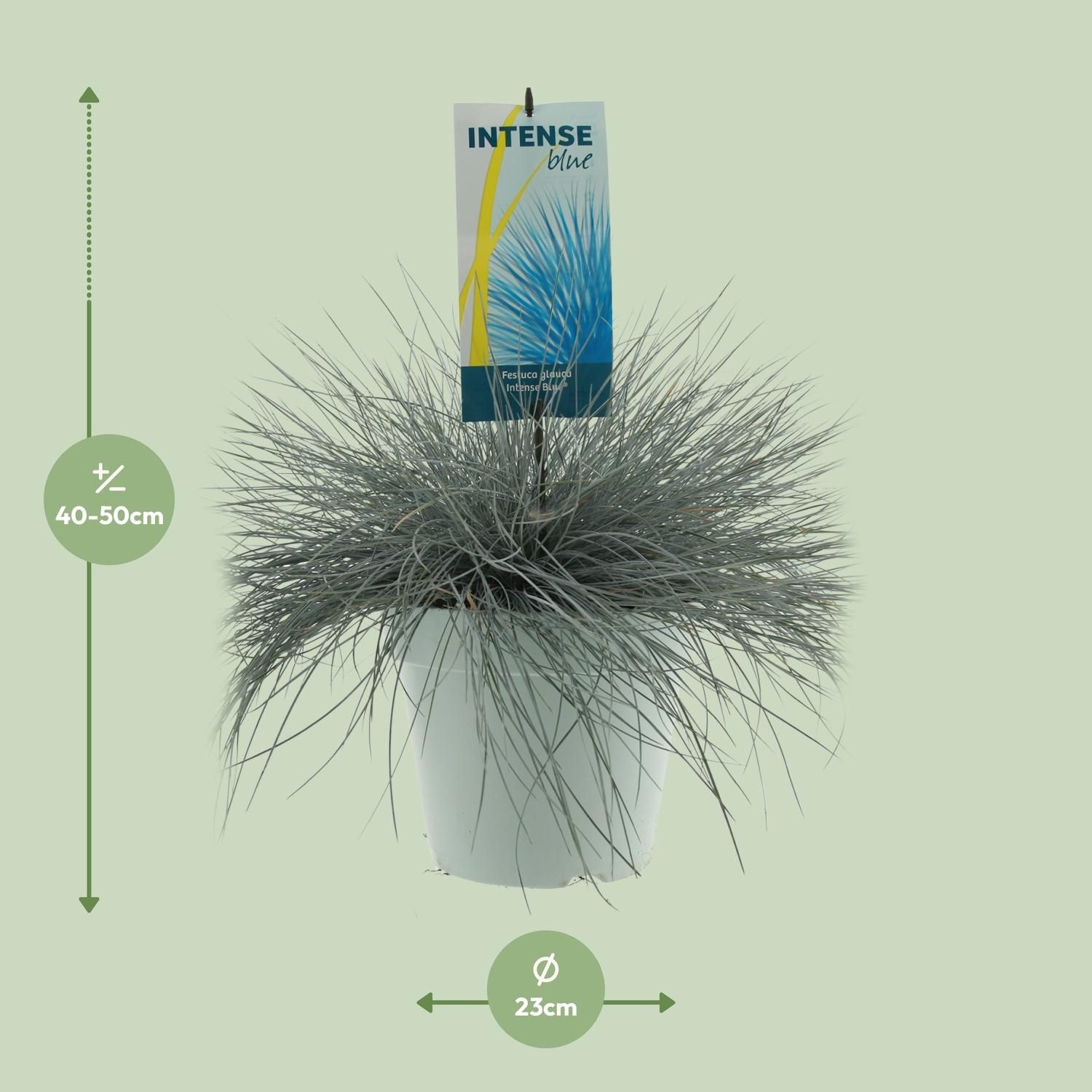 Festuca Glauca Blauschwingel Ziergras