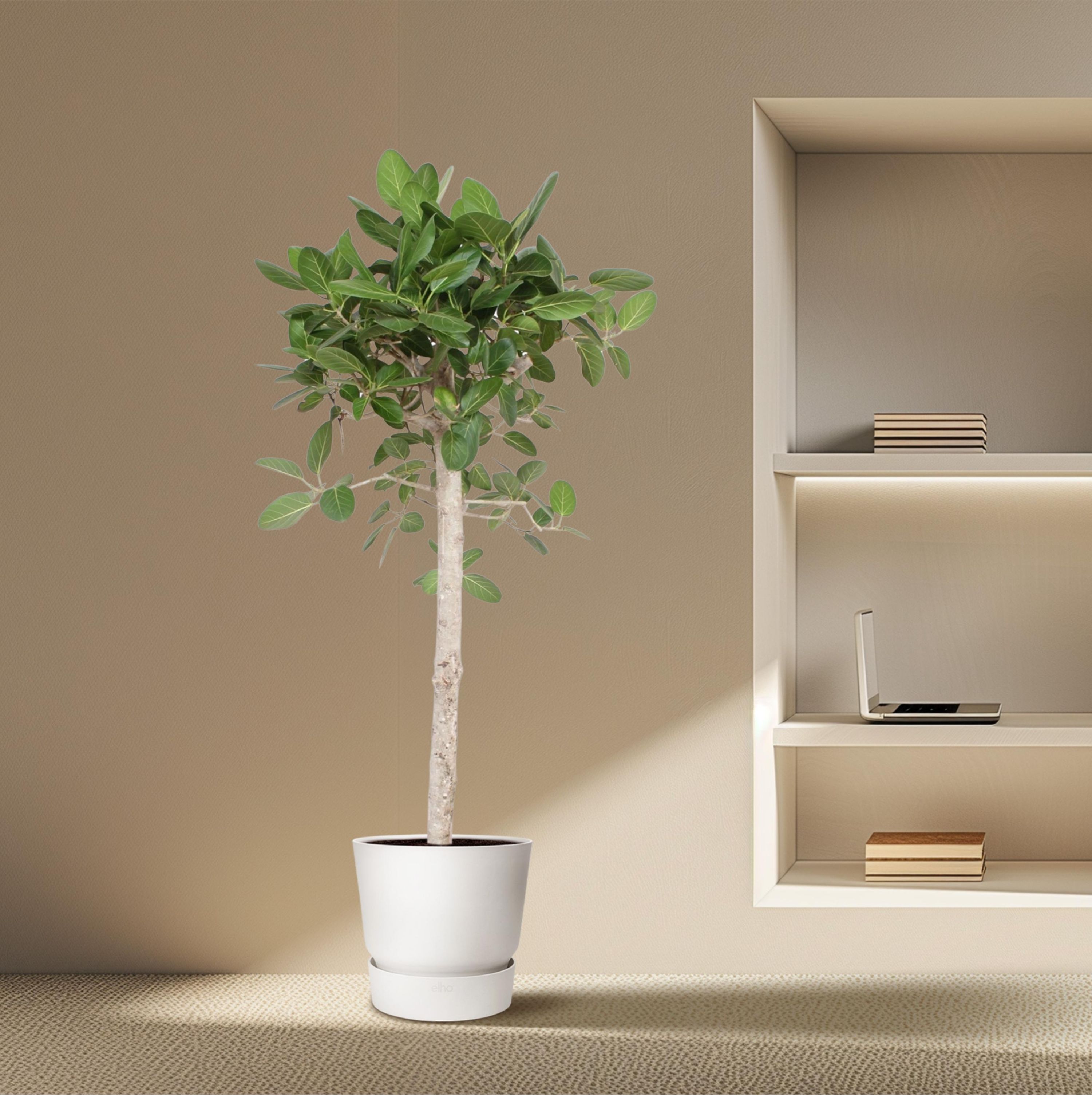 Ficus Benghalensis Zimmerpflanze