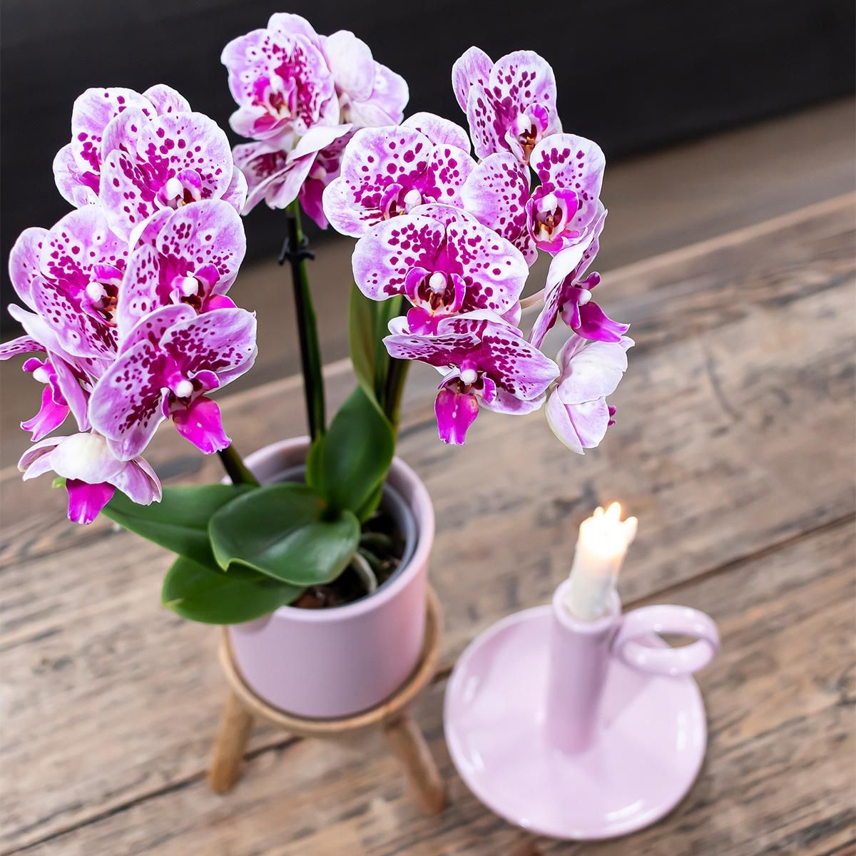 Phalaenopsis Orchideen Duo in Pink und Lila