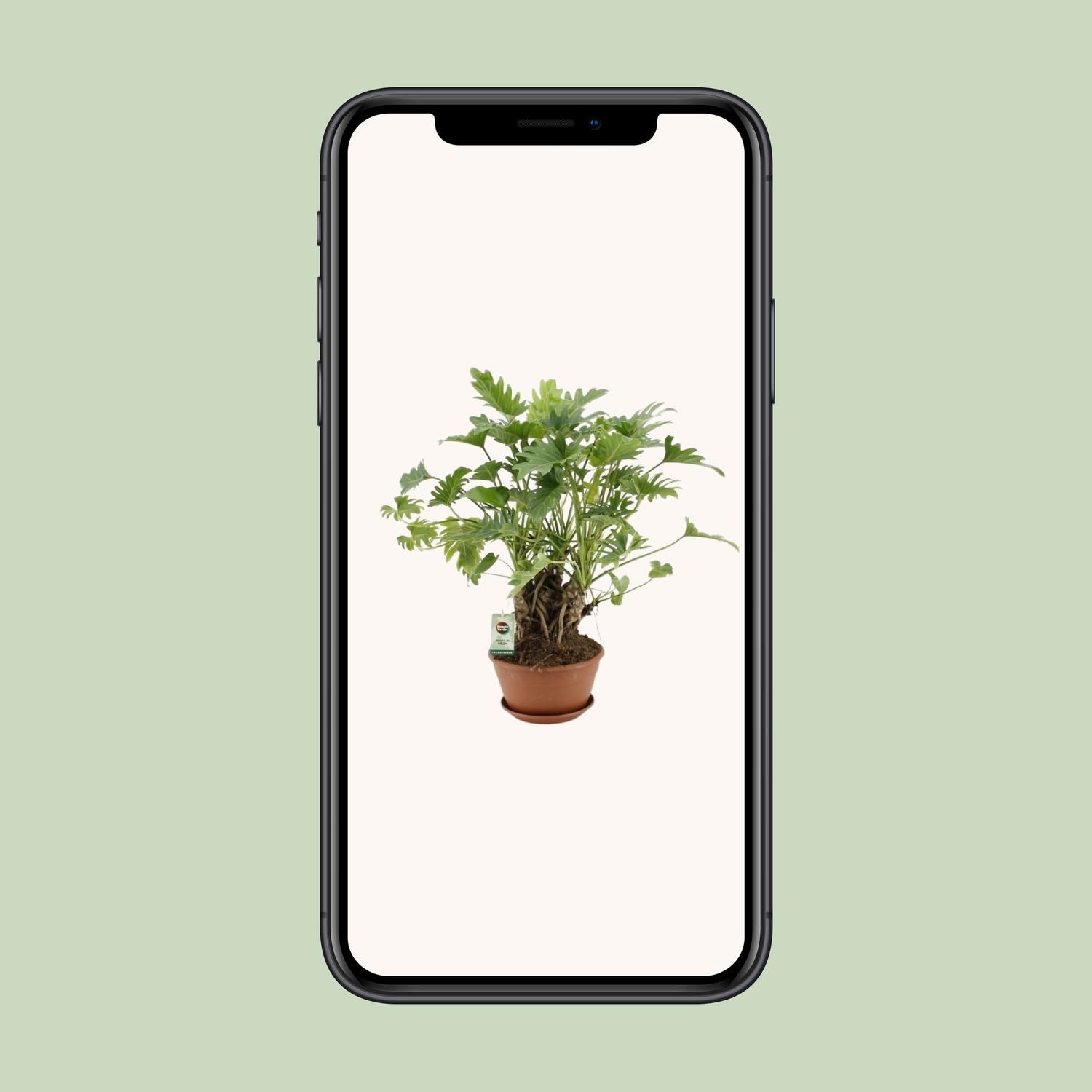 Philodendron Xanadu als Zimmerpflanze