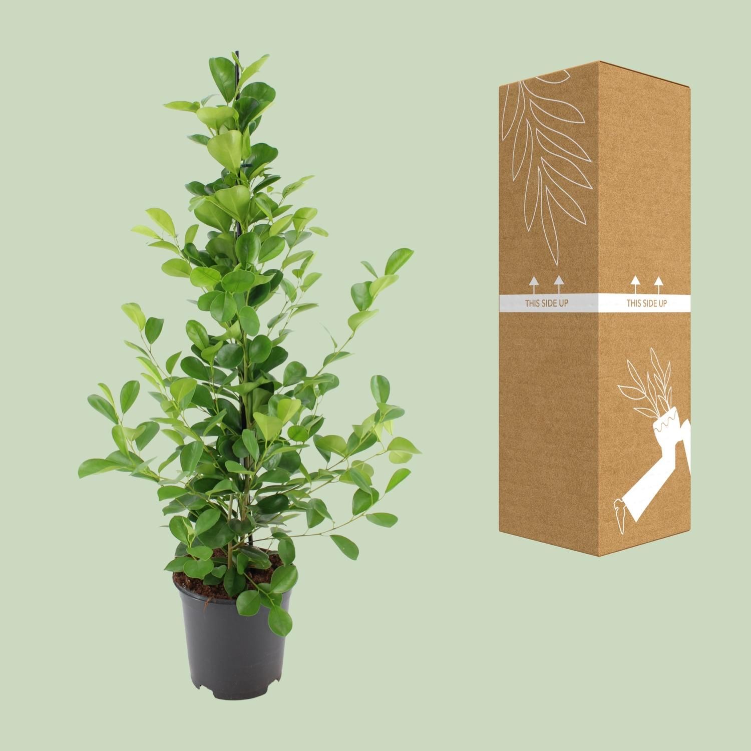 Ficus Microcarpa Moclame Zimmerpflanze