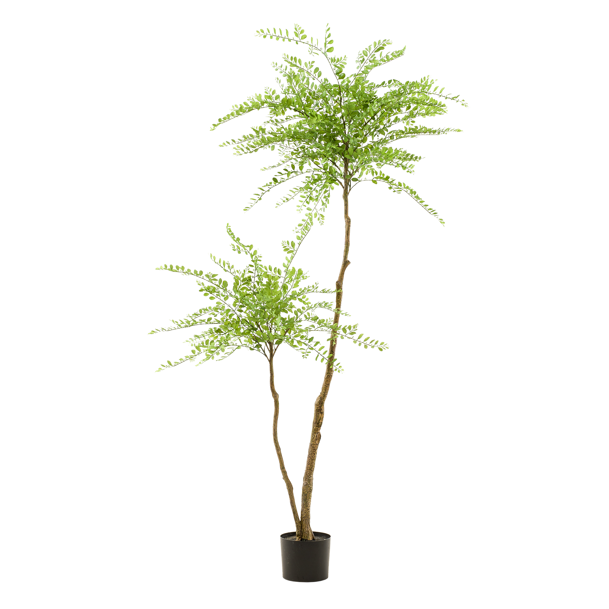 Sophora Baum Kunstpflanze 190cm – Hohe Qualität