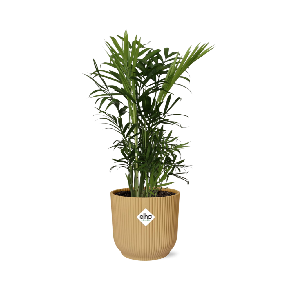 Zwergbergpalme Chamaedorea Elegans im ELHO Vibes Fold Topf