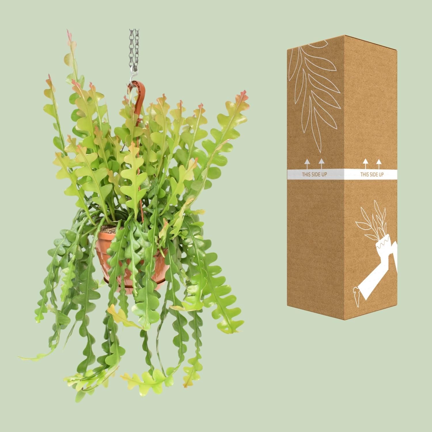 Epiphyllum Anguliger Fischgrätenkaktus