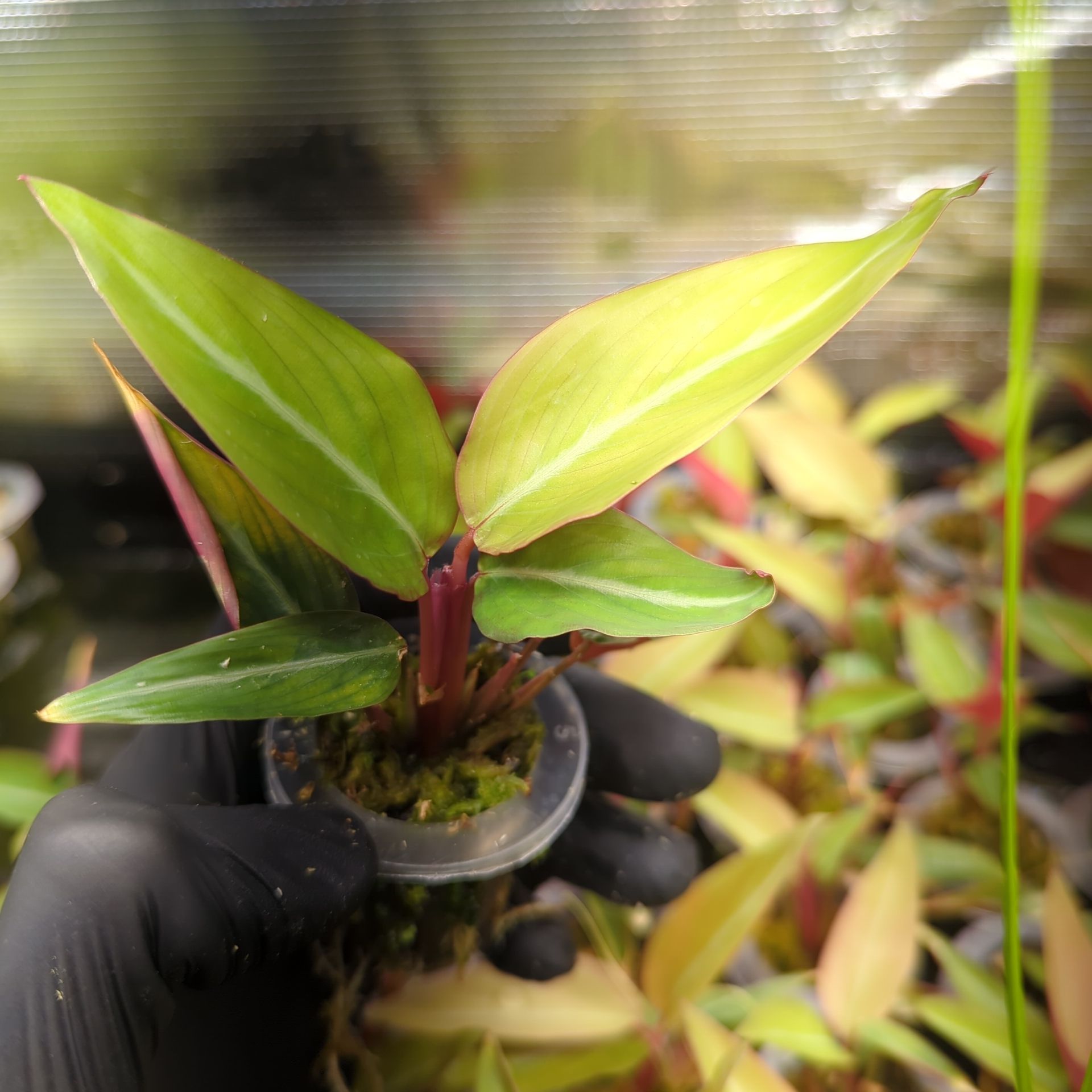 Baby Stromanthe Sanguinea