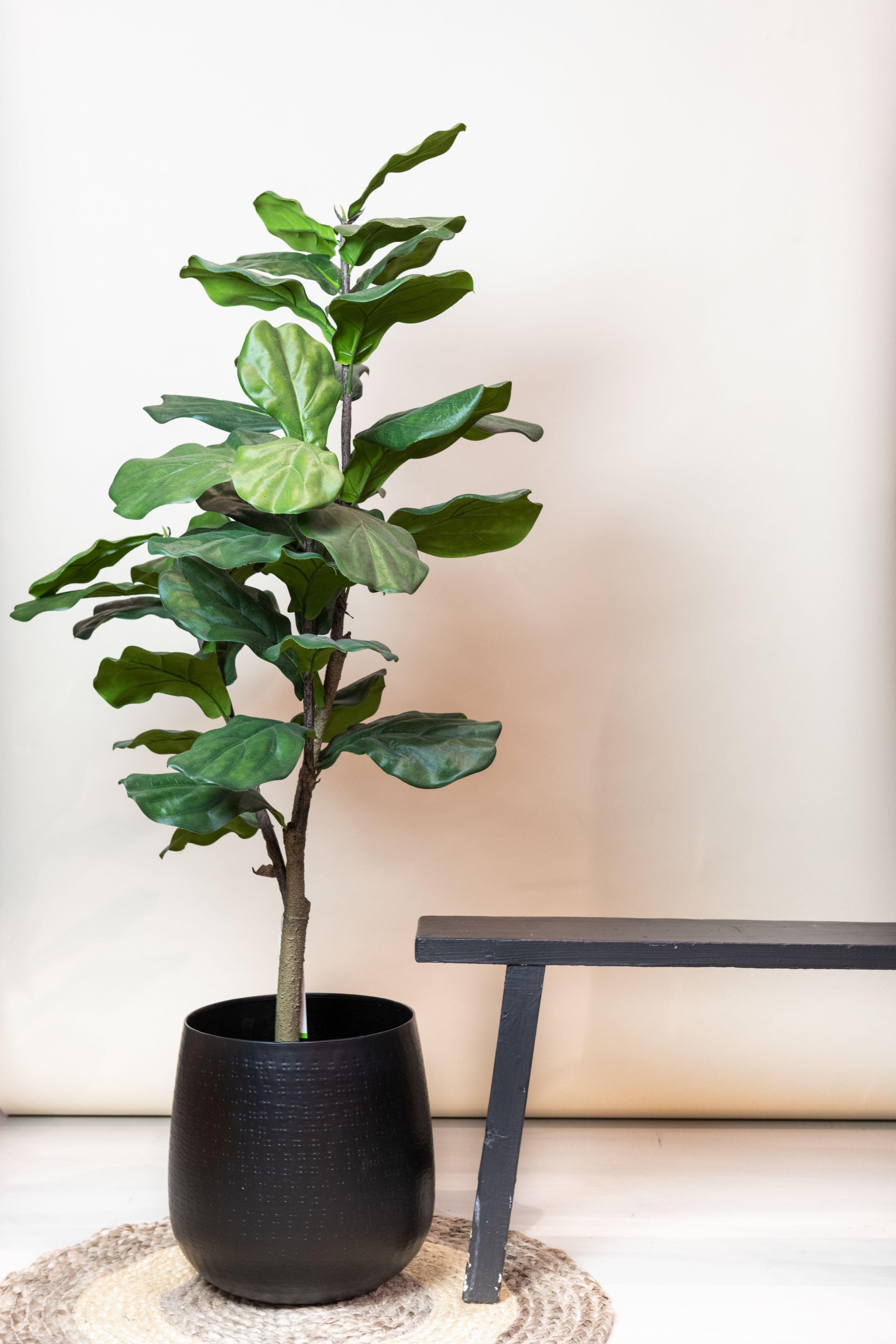 Kunstpflanze Ficus Lyrata – elegante Tabakspflanze