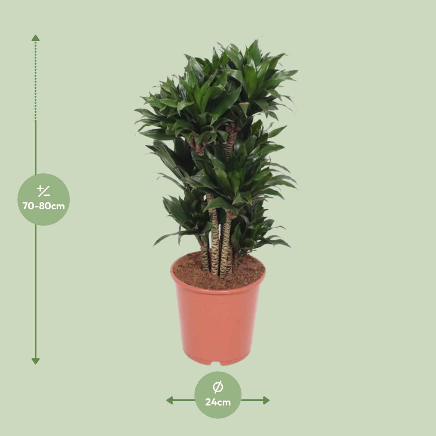 Dracaena Compacta Zimmerpflanze