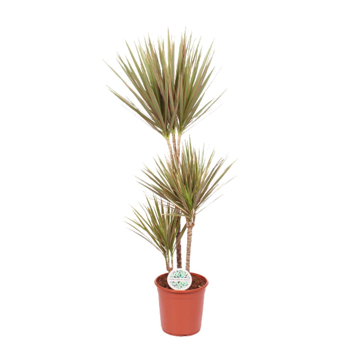 Dracaena Bicolor – Exotischer Drachenbaum für hellen Innenraum