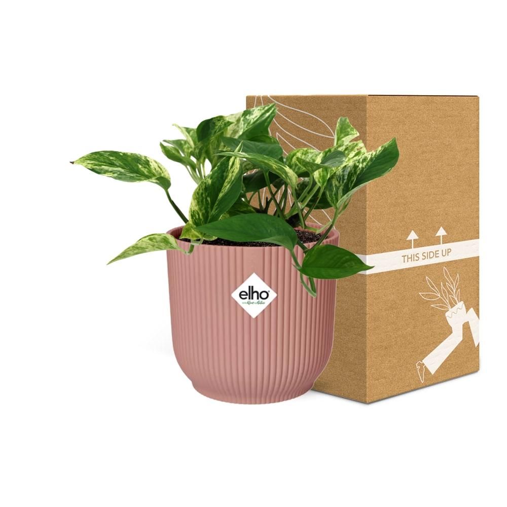 Scindapsus Marble Queen – Teufels-Efeu Zimmerpflanze