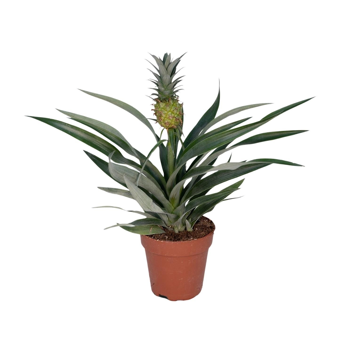 Tropische Bromelia Ananas Zimmerpflanze