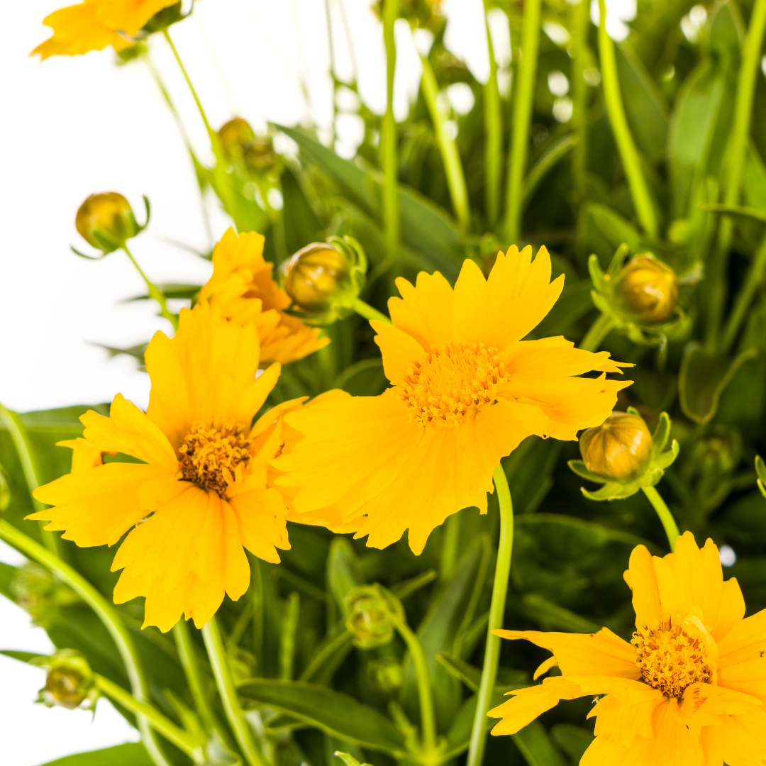 Coreopsis Grandiflora – Ø19cm Topf – 50-60cm Höhe