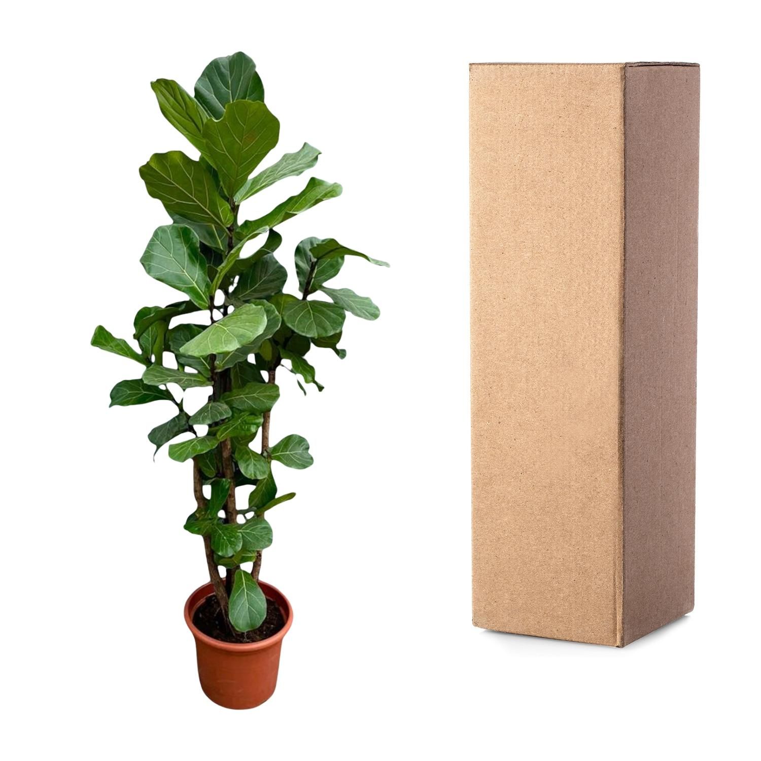 Ficus Lyrata XXL Geigenfeige mit verzweigtem Stamm