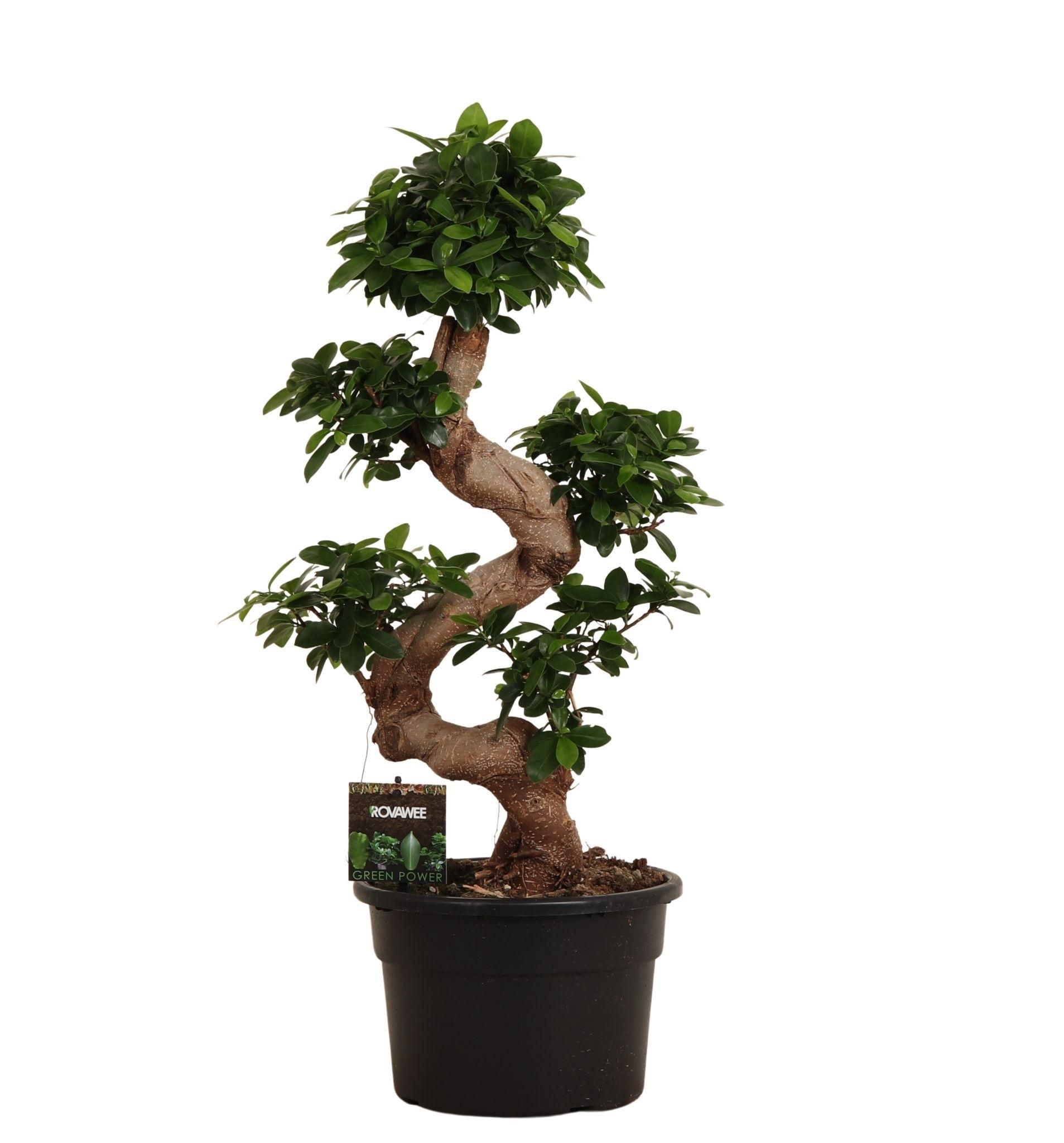 Ficus Microcarpa Ginseng – 80 cm Hoch – pflegeleichte Grünpflanze | Ø27cm Topf