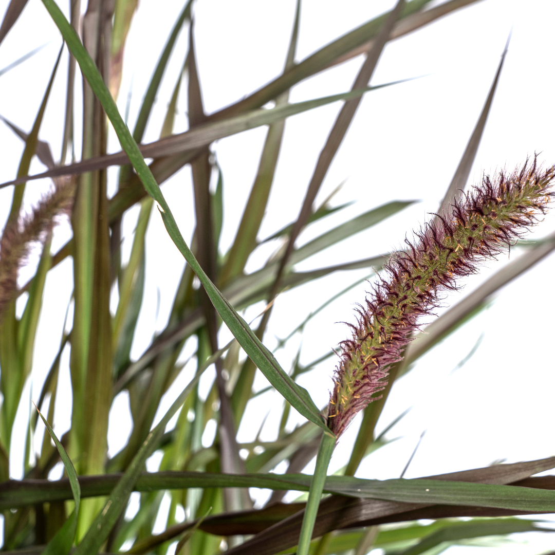 Pennisetum x Advena Chelsea | Ziergras | Ø27cm Topf | 70-80cm Höhe