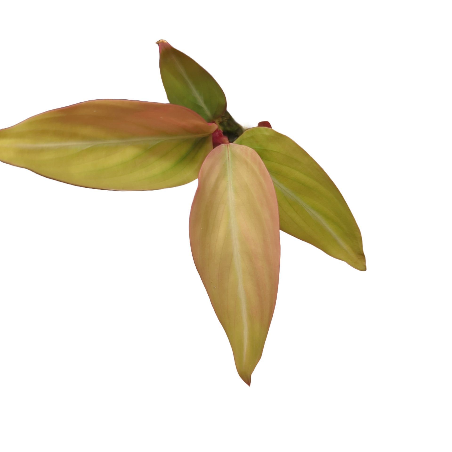 Baby Stromanthe Sanguinea