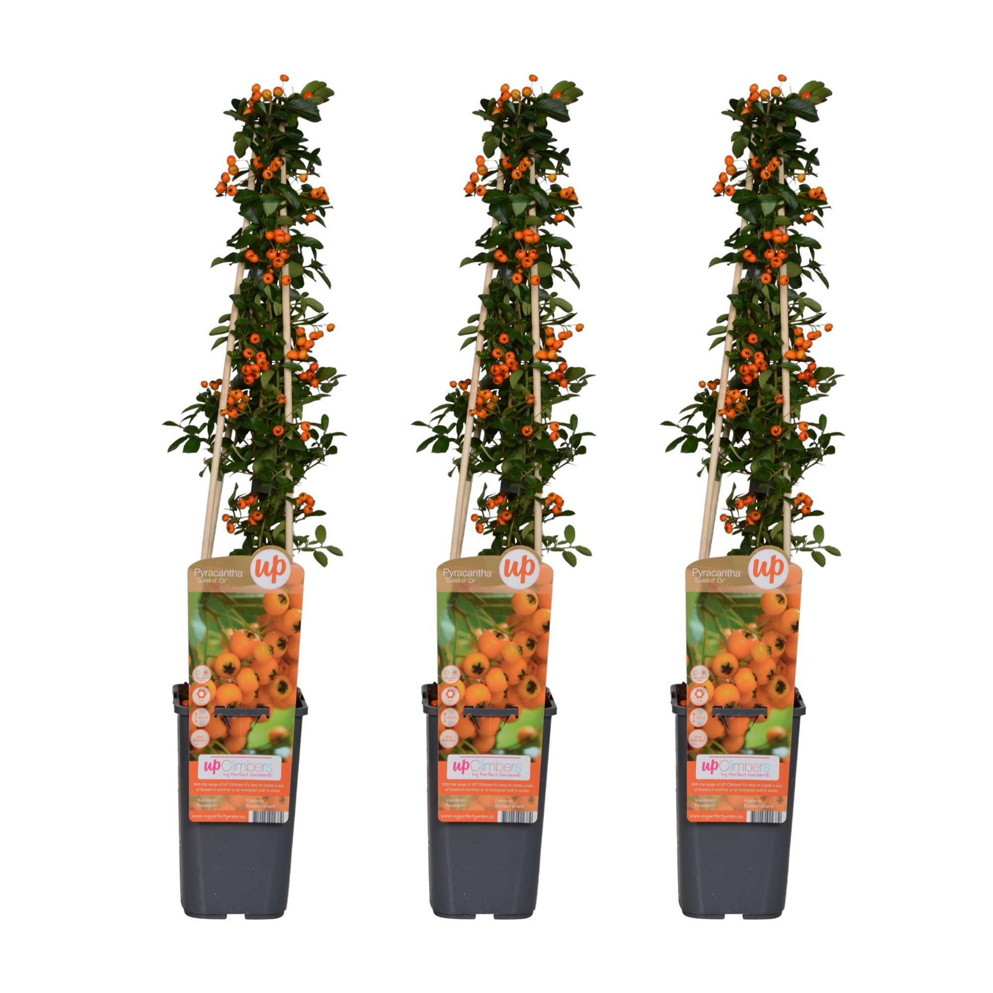 Pyracantha Strauch Soleil dOr