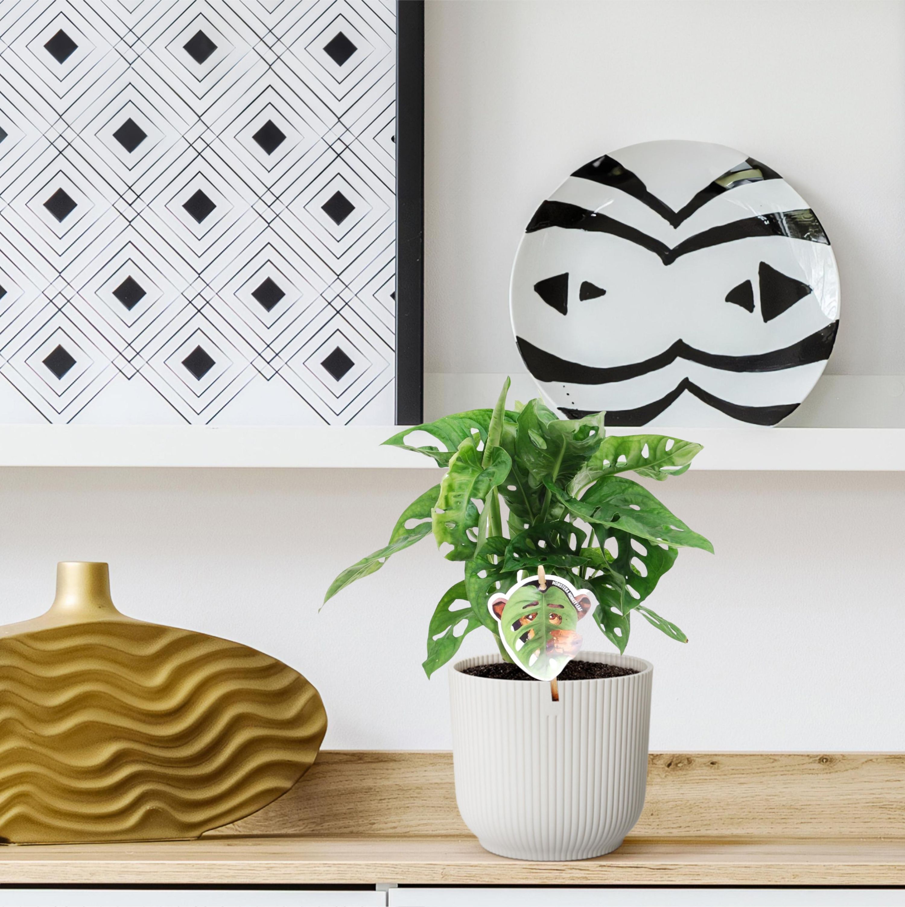 Monstera obliqua 'Monkey Leaf' exotische Zimmerpflanze