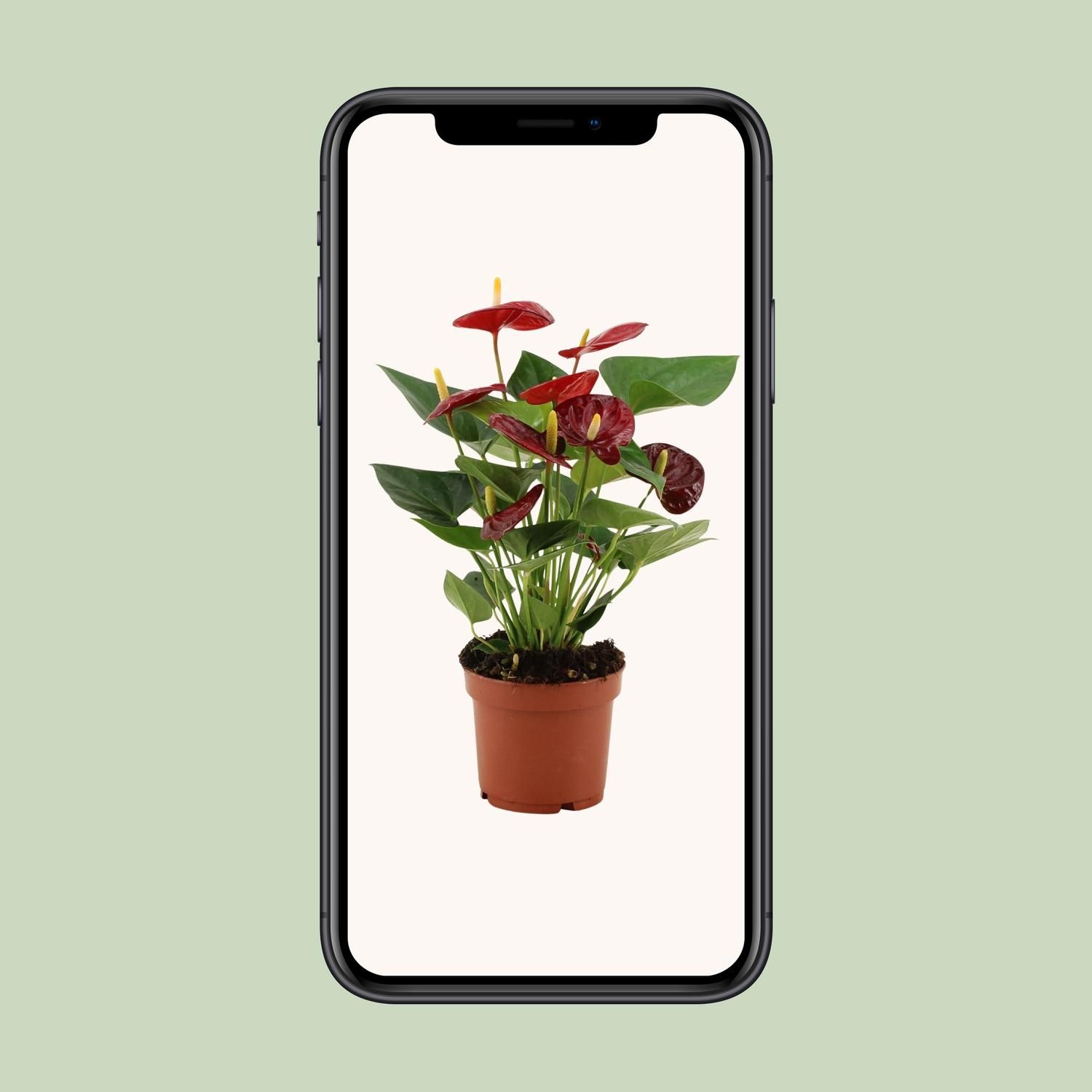 Anthurium Calon Zimmerpflanze
