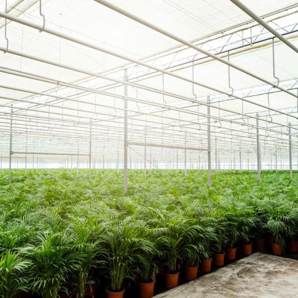 Areca Palme mit Korb – Tropische Zimmerpflanze