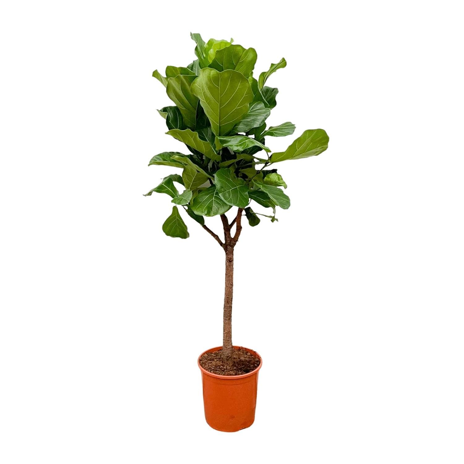 Ficus Lyrata Geigenfeige Zimmerpflanze