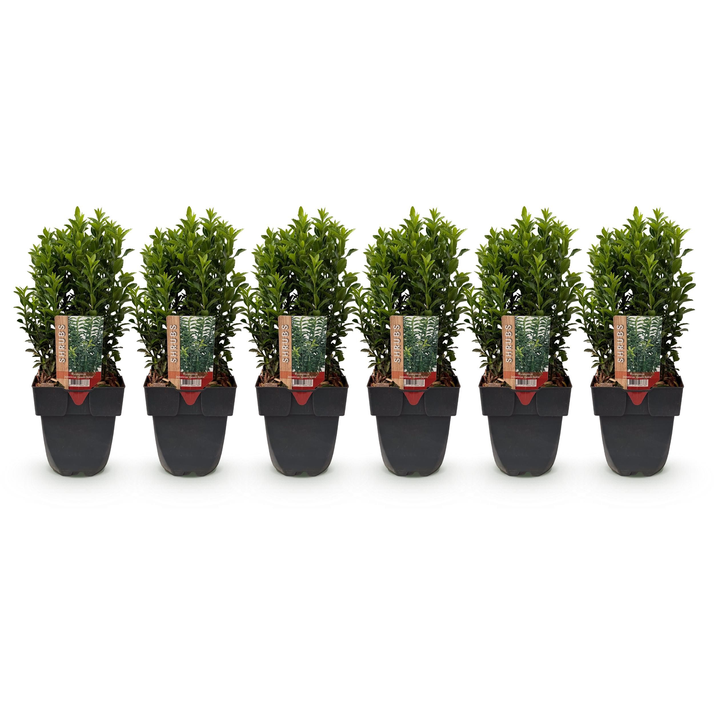 Euonymus japonica Green Spire – 6 Pflanzen – Immergrün – 40 cm