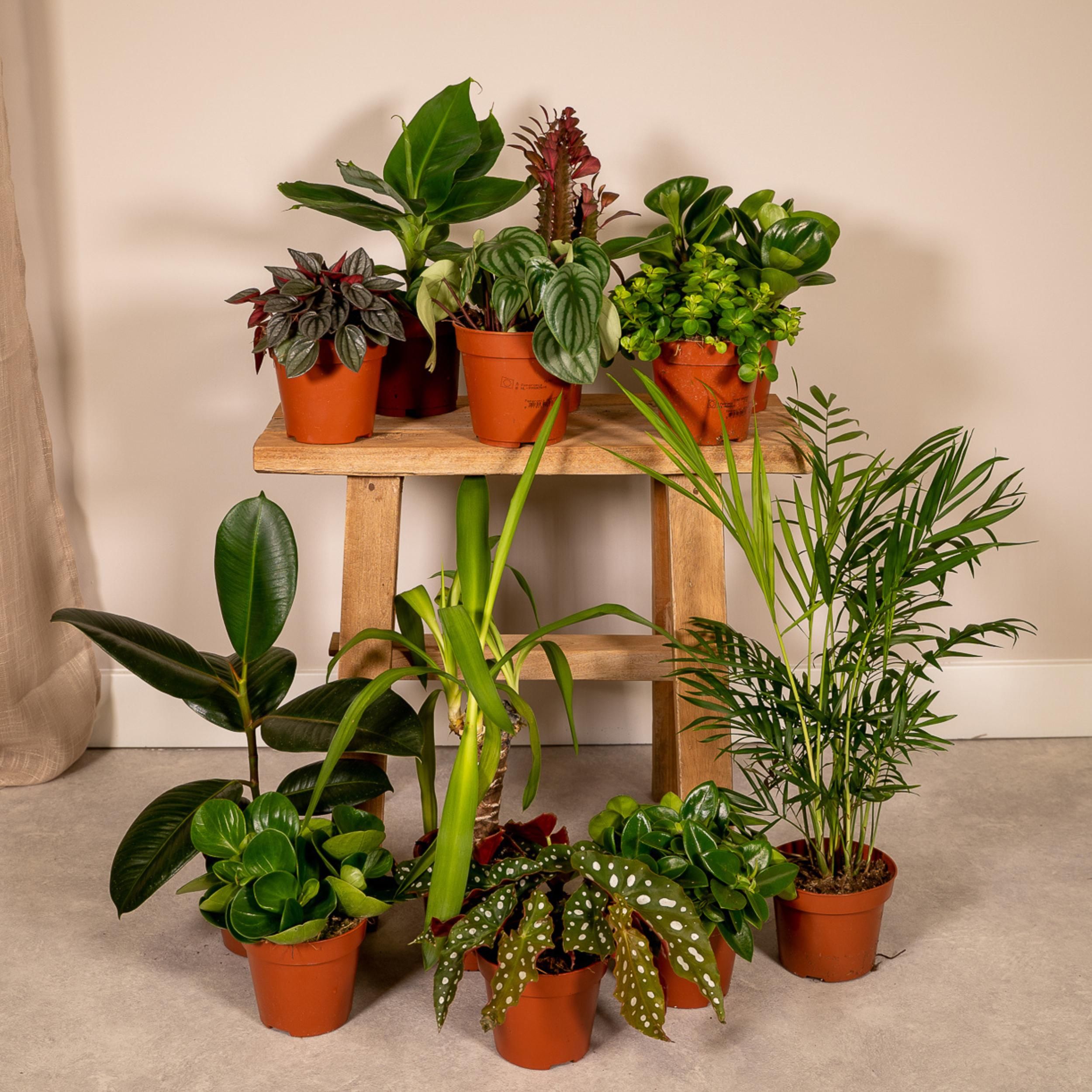 Außenseiterbox Pflanzenmix in Ø12cm Topf