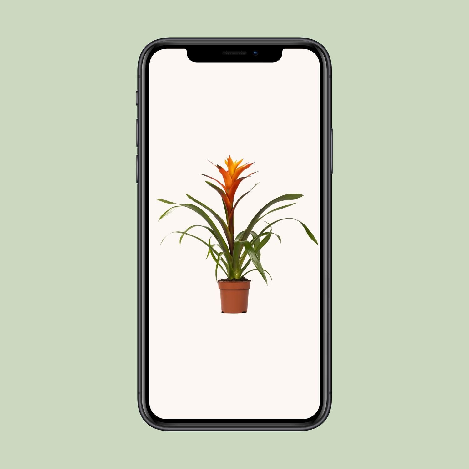 Guzmania Variada Zimmerpflanze