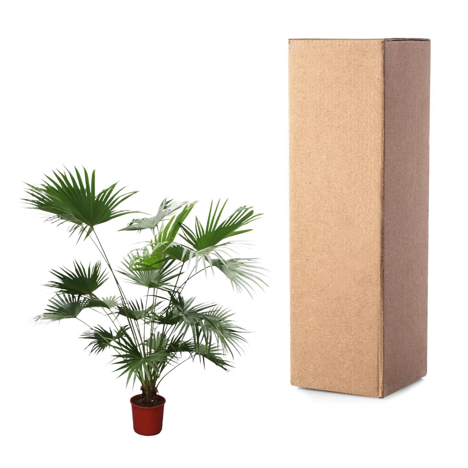 Chinesische Fächerpalme Livistona Chinensis