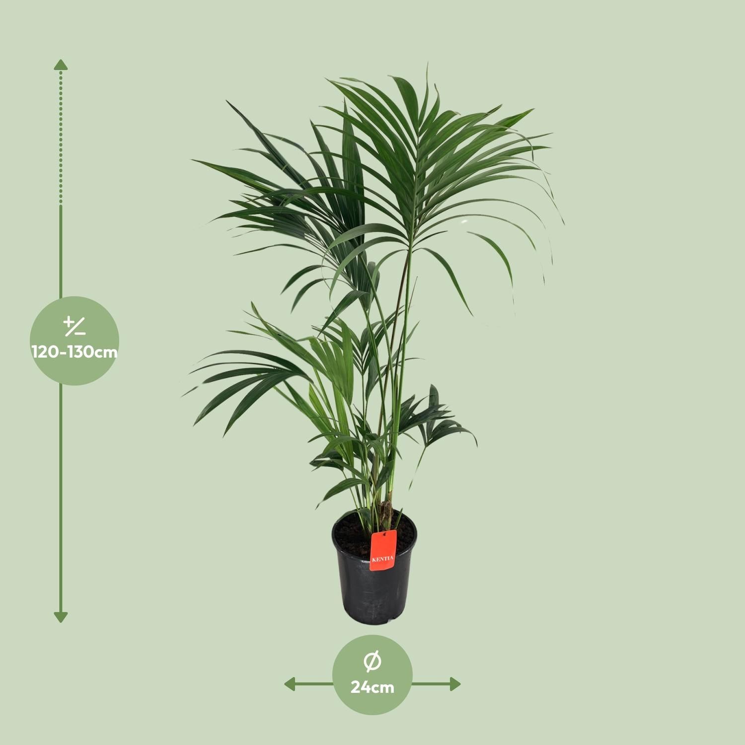 Kentia-Palme Howea – elegante Zimmerpflanze