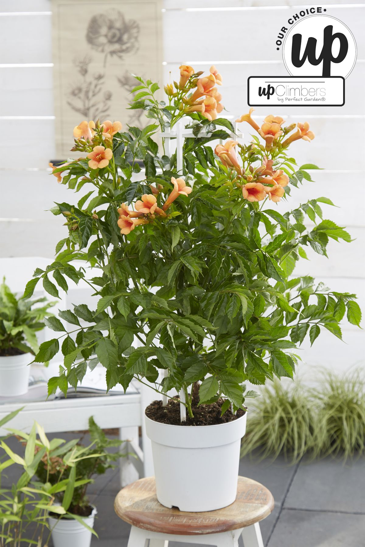 Campsis Indian Summer Trompetenblume Orange