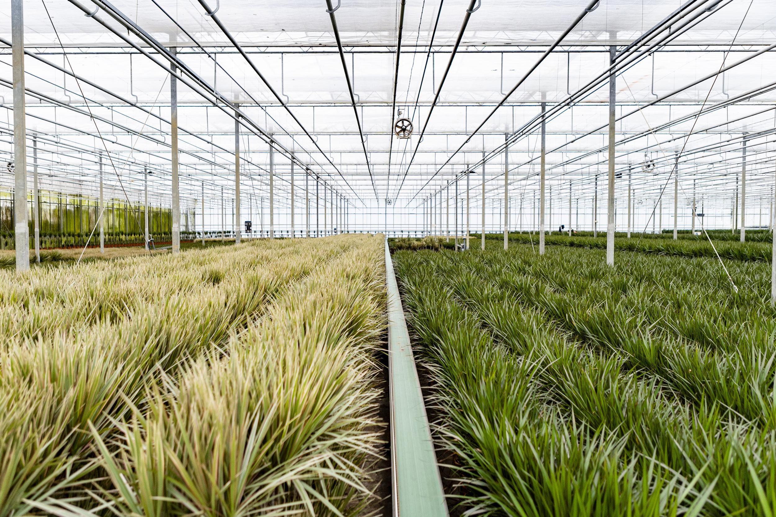 Dracaena Marginata Drachenbaum Zimmerpflanze