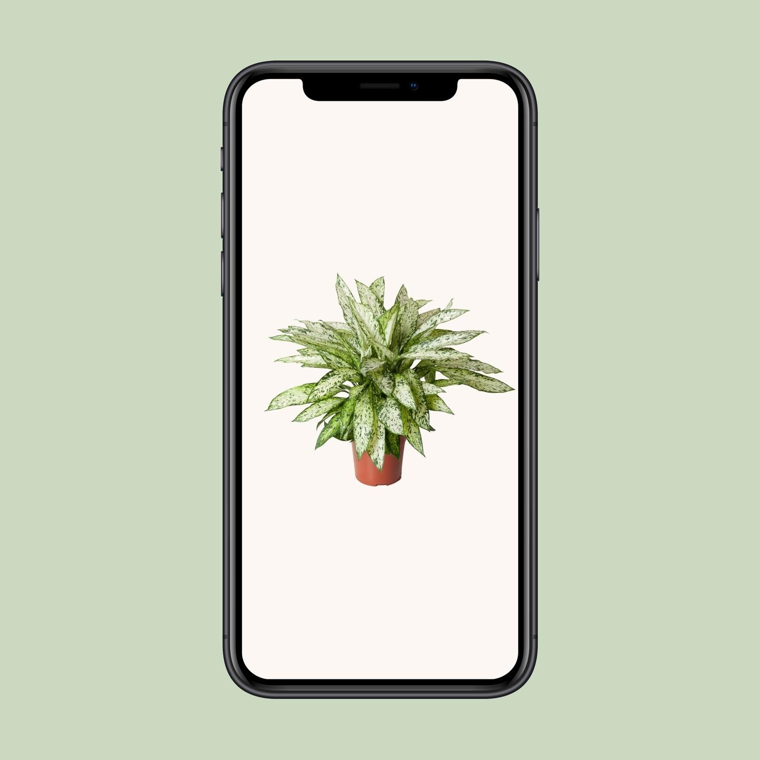 Dieffenbachia Vesuvius Zimmerpflanze
