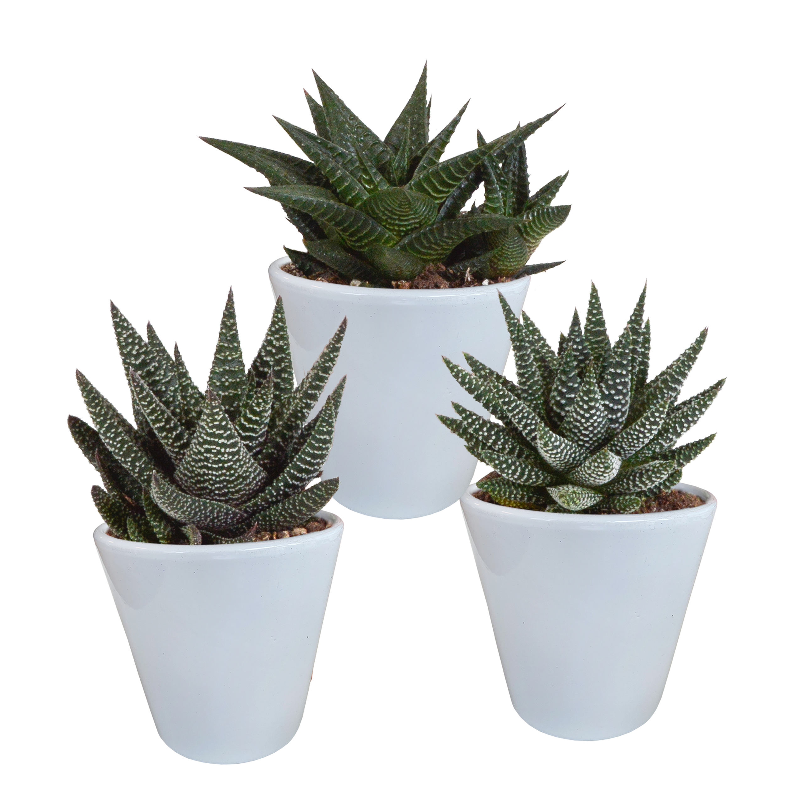 Gasteria und Haworthia Mix in weißem Topf