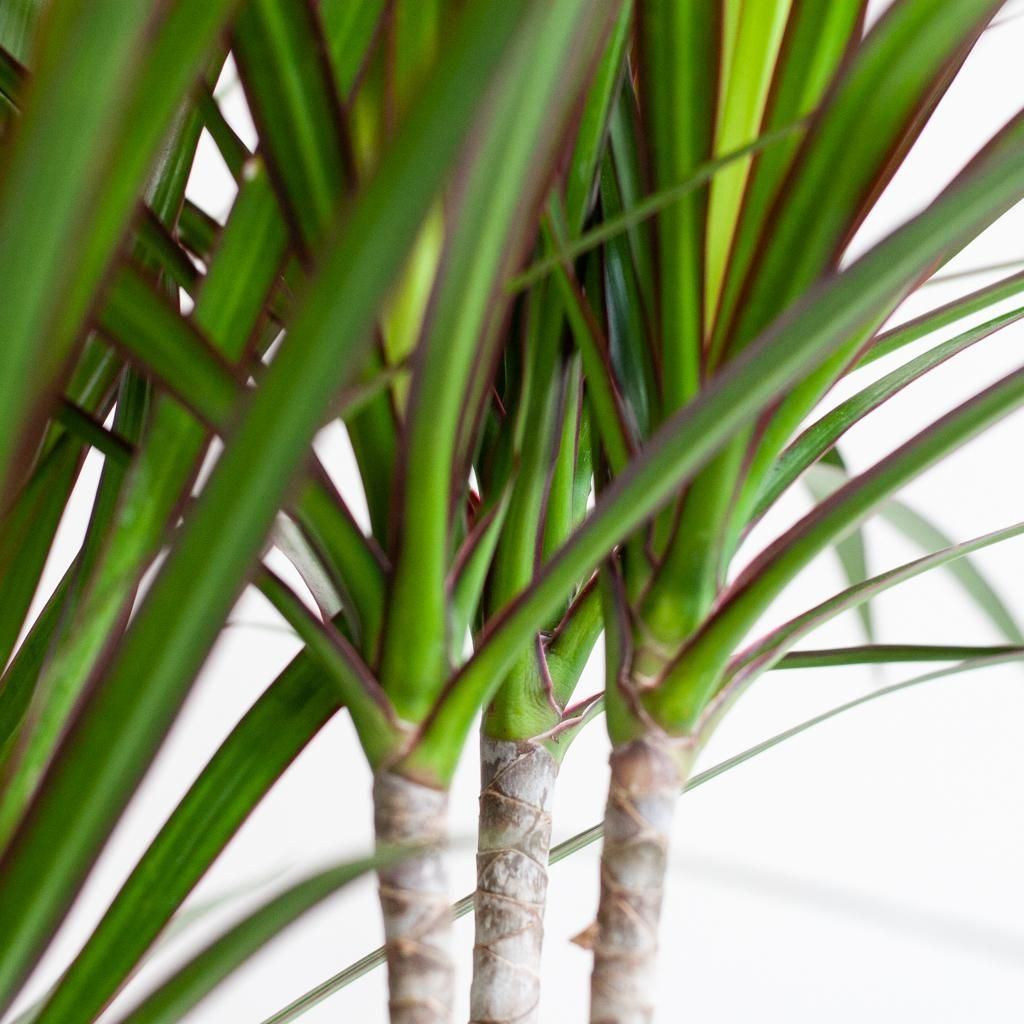 Dracaena Marginata Zimmerpflanze mit weißem Lissabon-Korb