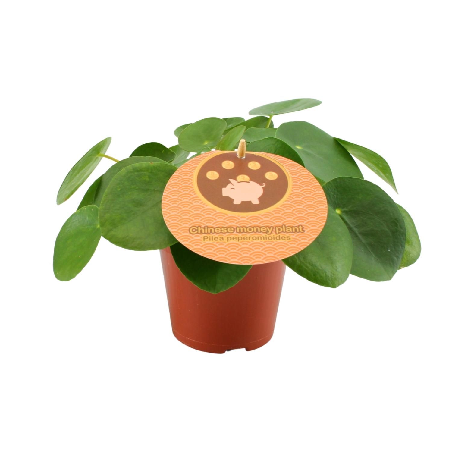 Pilea Peperomioides - grüne Aluminium-Pflanze